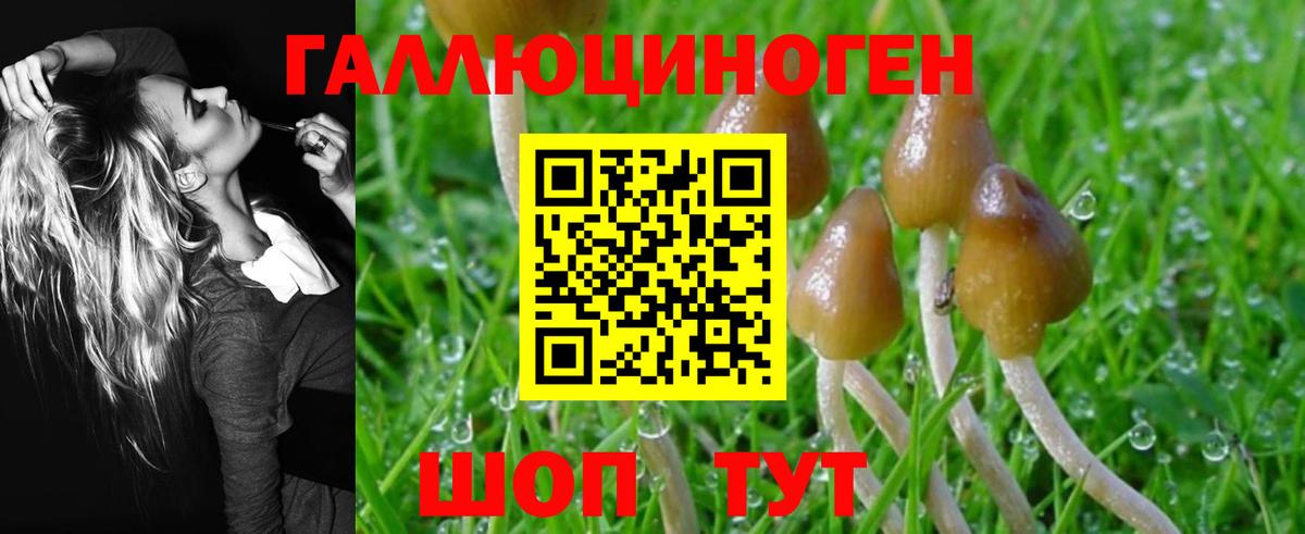 Кострома  наркота  Вход с VPN  Псилоцибиновые грибы Psilocybe 